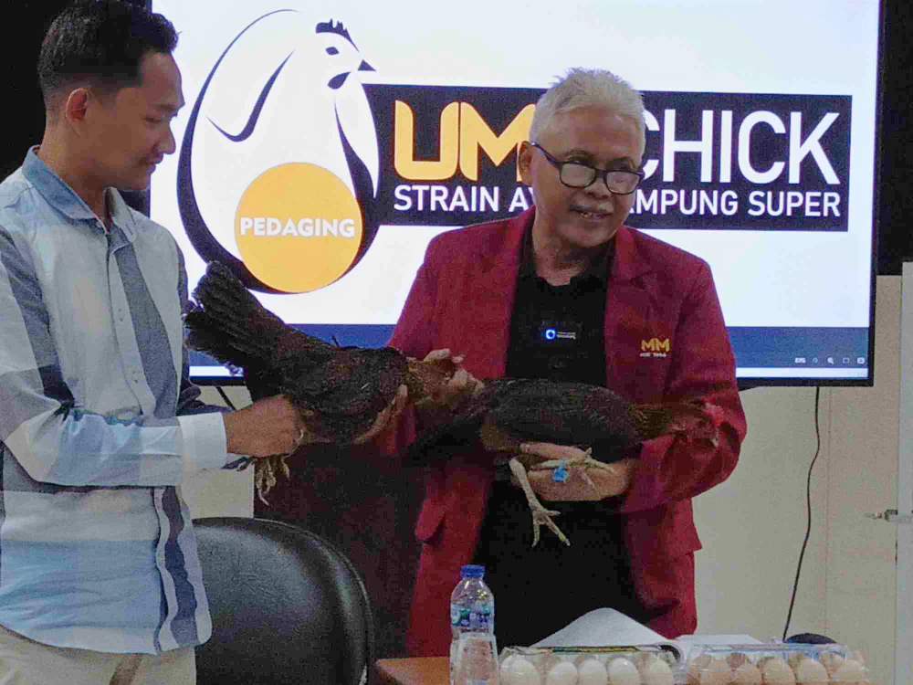 Dosen UMM Temukan Jenis Ayam Baru UMMChick Petelur Tanpa Pejantan