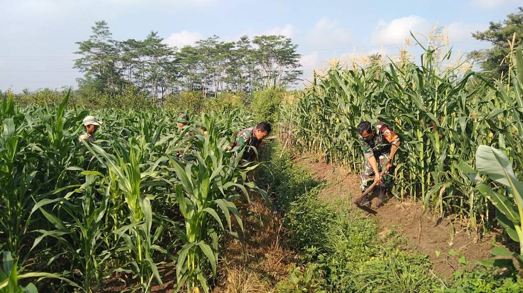 Koramil 0833/Sukun Dampingi Petani Budidaya&nbsp;Jagung