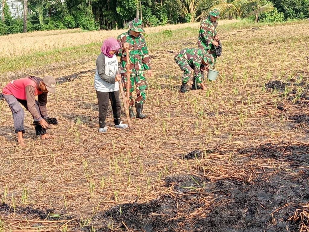 Babinsa Koramil 0833/02 Kedungkandang Bersama Poktan Harapan Tanam&nbsp;Jagung