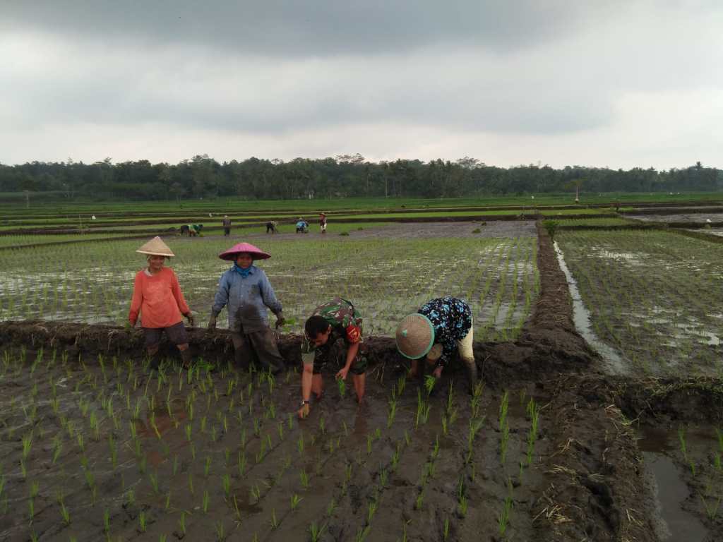 Babinsa Koramil 0833/02 Kedungkandang Dampingi Poktan Makaryo 1 Tlogowaru Tanam&nbsp;Padi