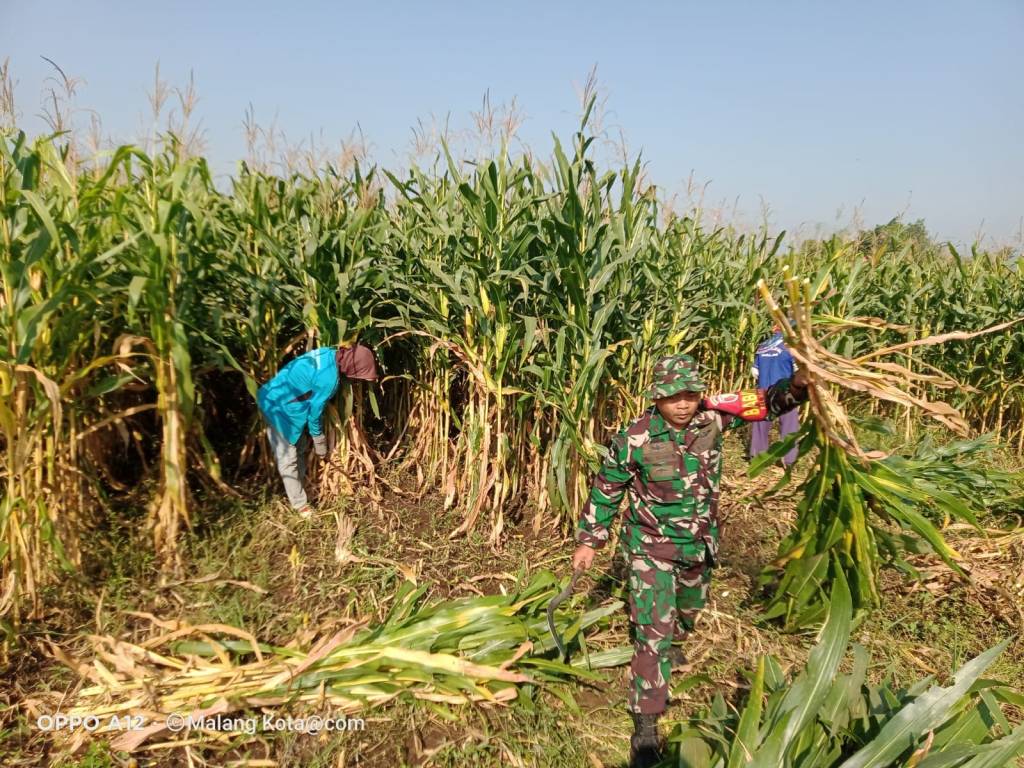 Tingkatkan Hasil Panen Babinsa Mulyorejo Dampingi Petani Panen&nbsp;Jagung