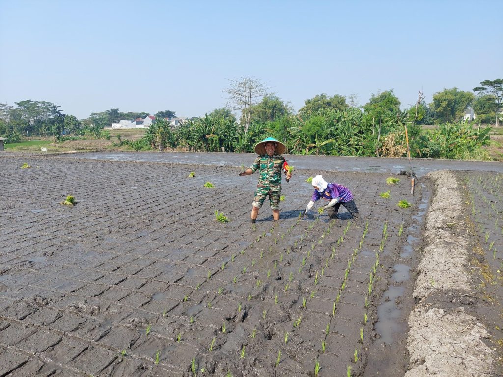 Babinsa Lowokwaru Turin ke Sawah Tanam Padi bersama Poktan Wulung Kencono&nbsp;2