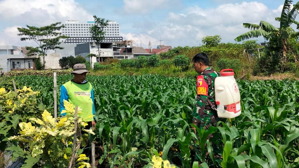 Babinsa Koramil 0833/05 Aktif Dampingi Petani, Tingkatkan Produksi&nbsp;Pertanian