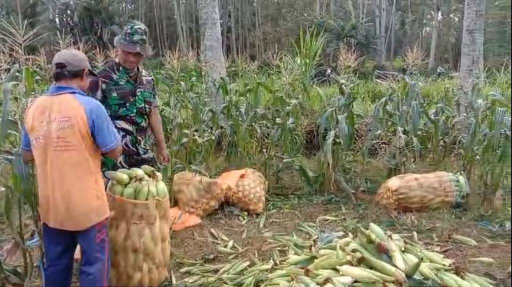 Babinsa Koramil 0833/02 Kedungkandang Turun Bantu Warga Panen&nbsp;Jagung