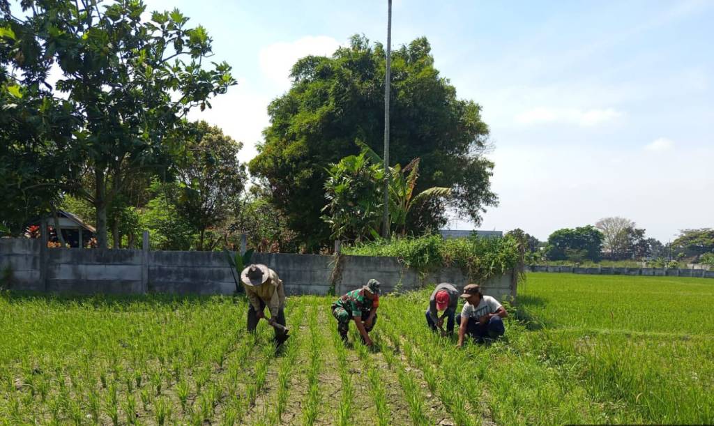 Babinsa Polowijen Terjun Langsung Dampingi Petani di Wilayah&nbsp;Binaan