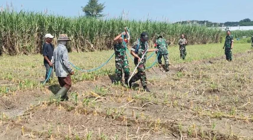 Bentuk Komitmen Wujudkan Ketahanan Pangan Nasional Jajaran Kodim 0833 Bantu Petani Pasca&nbsp;Lanen
